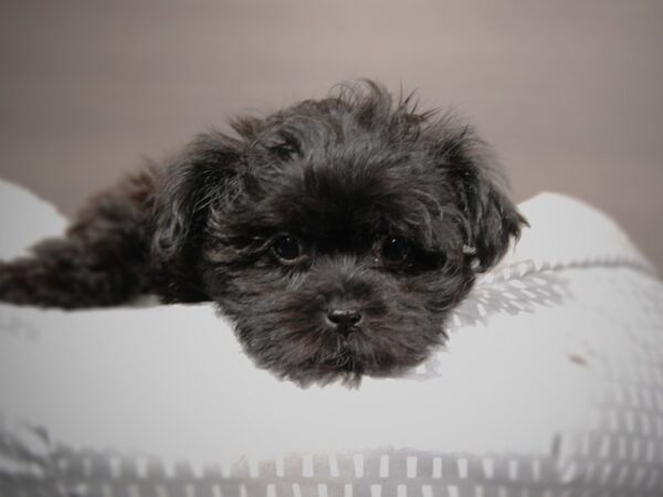 Yoshon-DOG-Female-Black-17852-Petland Iowa City, Iowa