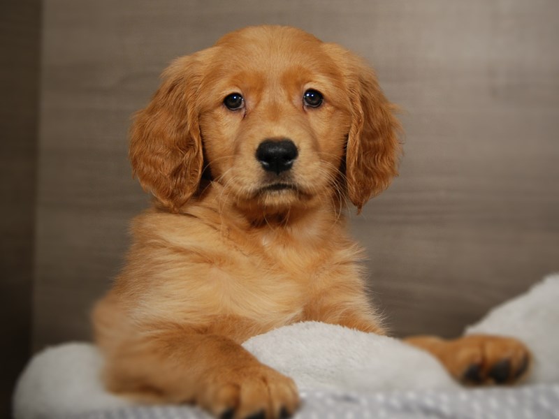 Golden Retriever Dog Female Golden 17854