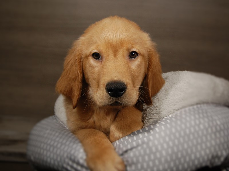 Golden Retriever Dog Male Golden 17865