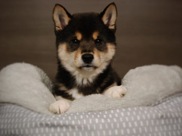 Shiba Inu DOG Male Black Tan / White 17856 Petland Iowa City, Iowa