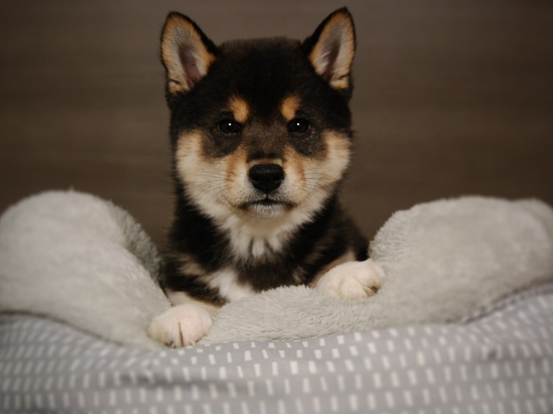 Shiba Inu Dog Male Black Tan / White 17856