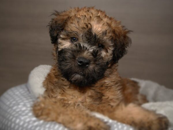 Soft Coated Wheaten Terrier DOG Male Wheaten 17858 Petland Iowa City, Iowa