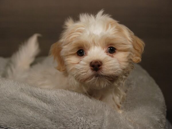 Havanese DOG Female Cream 17867 Petland Iowa City, Iowa