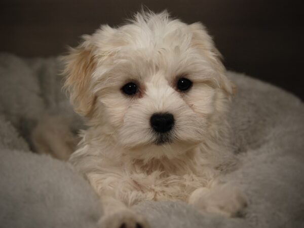 Havanese DOG Female Cream 17868 Petland Iowa City, Iowa