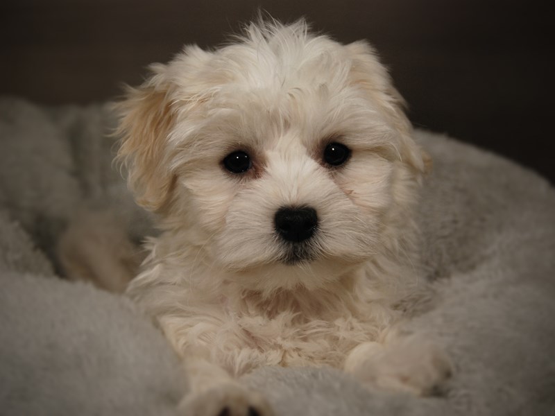 Havanese Dog Female Cream 17868
