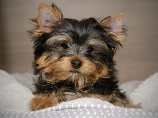 Yorkie-DOG-Male-Blk & Gld-17869-Petland Iowa City, Iowa