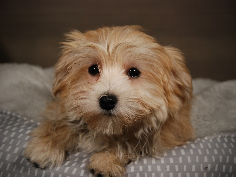 Morkie Dog Female Gold 17871
