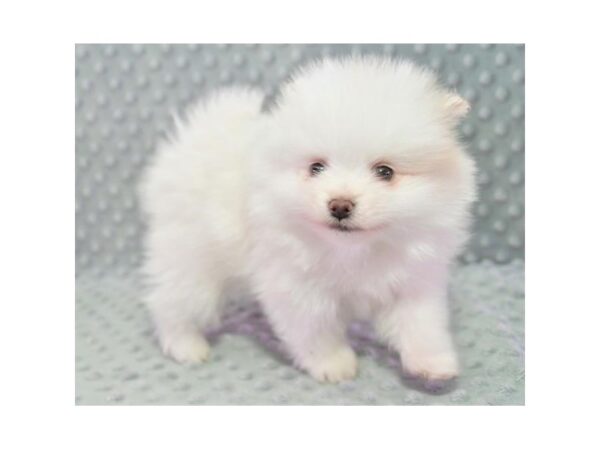 Pomeranian DOG Male White 17874 Petland Iowa City, Iowa