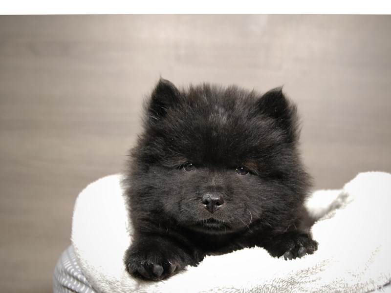 Chow Chow Dog Female Black 17872