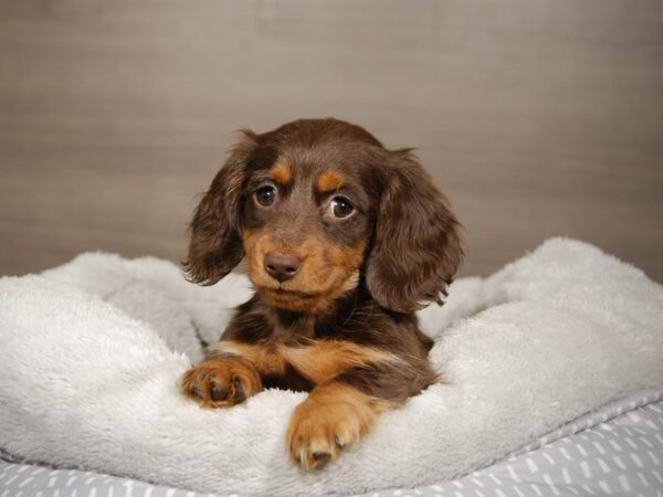 Dachshund DOG Female Chocolate and Tan 17873 Petland Iowa City, Iowa