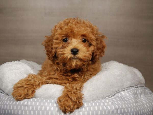 Poodle DOG Female Red 17875 Petland Iowa City, Iowa