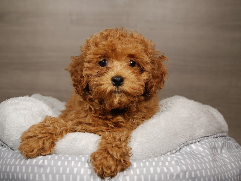 Poodle Dog Female Red 17875