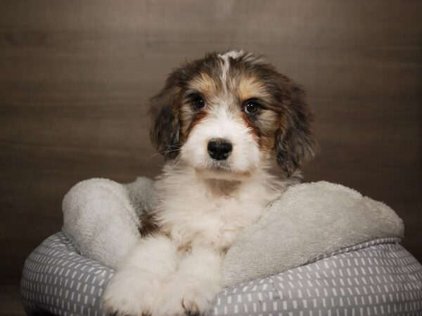 Bernadoodle-DOG-Male-Blue Merle-17876-Petland Iowa City, Iowa