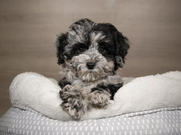 Min Schnauzer-DOG-Female-Blue Merle-17877-Petland Iowa City, Iowa