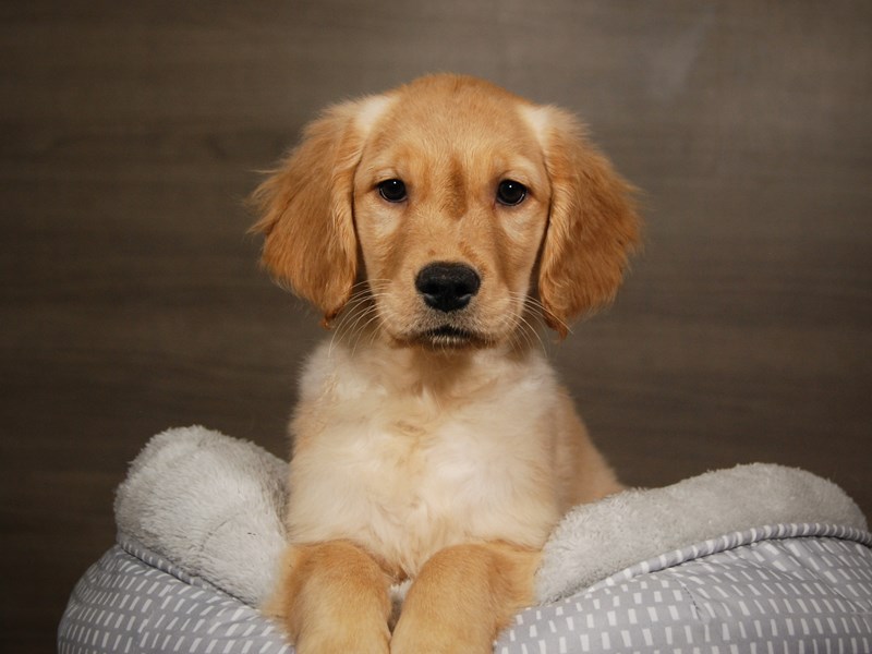 Golden Retriever Dog Female Golden 17878