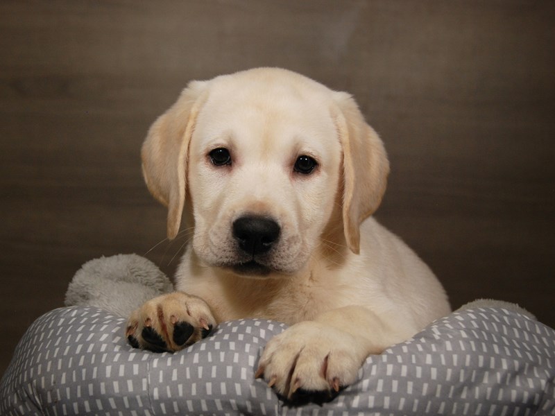 Labrador Retriever Dog Male Yellow 17879