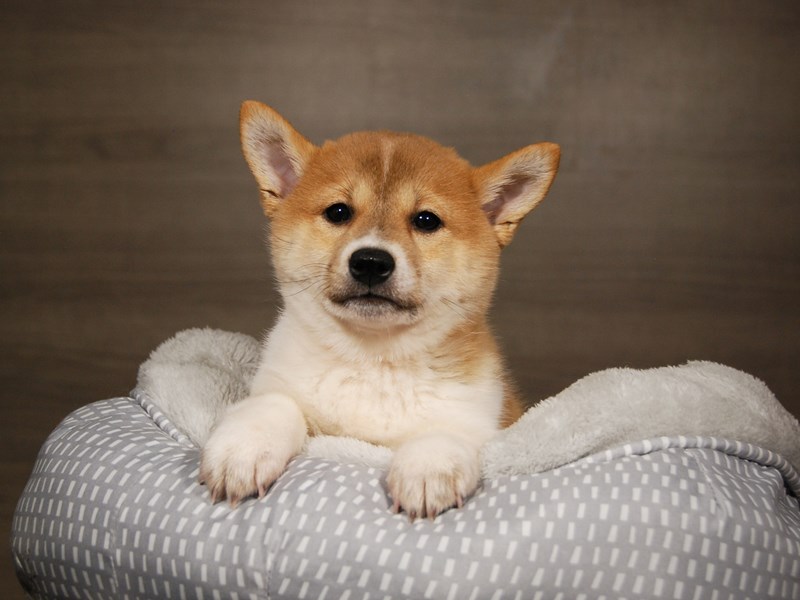 Shiba Inu Dog Female Red and White 17881