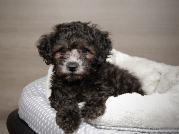 Poodle Mini DOG Female Black 17882 Petland Iowa City, Iowa