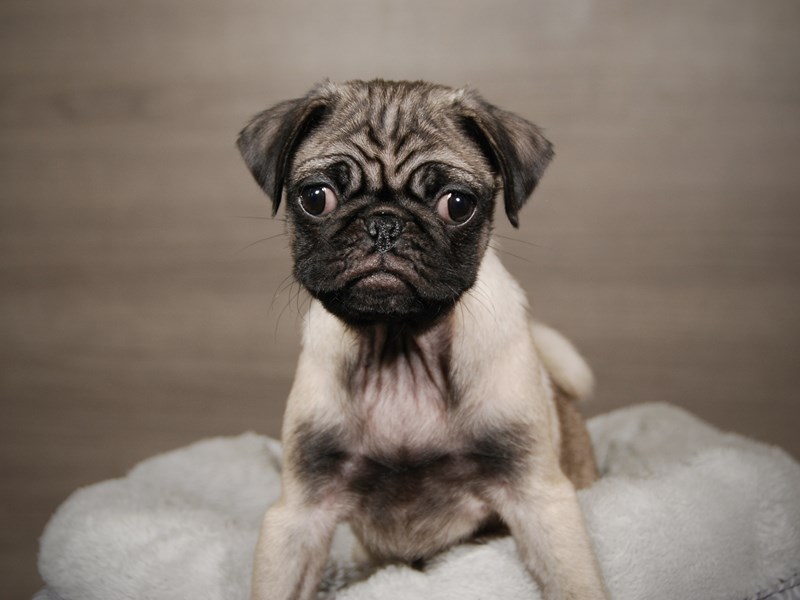 Pug Dog Male Fawn 17883