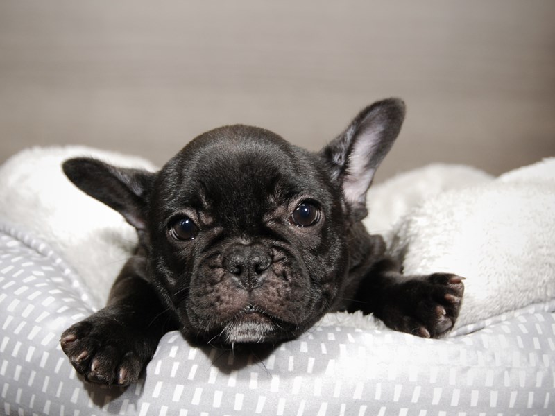 French Bulldog Dog Female Black 17885