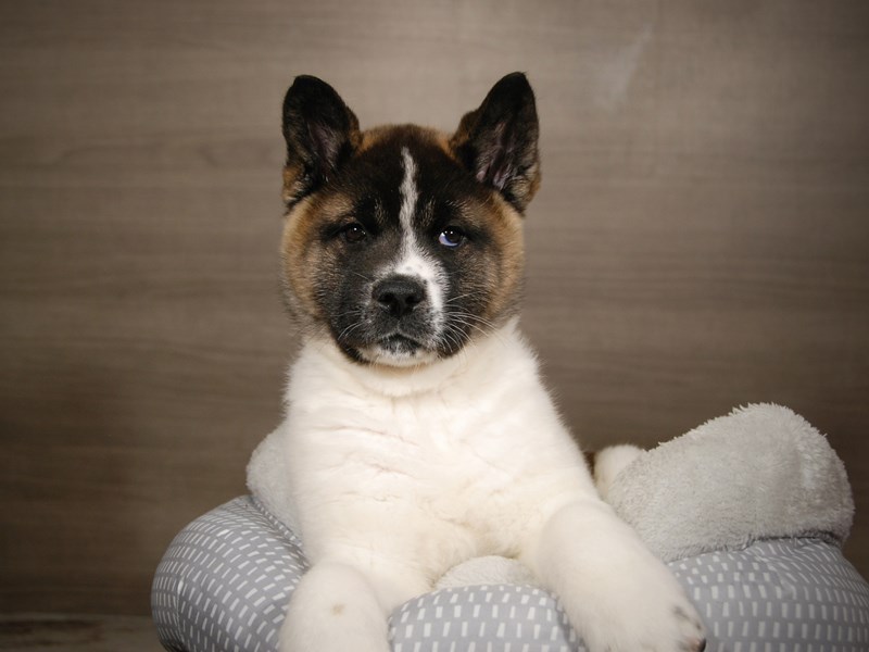 Akita Dog Female Black / White 17886