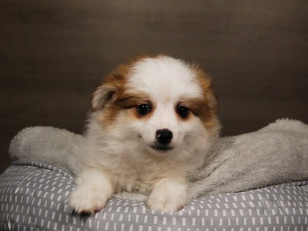 Pomeranian-DOG-Female--17887-Petland Iowa City, Iowa