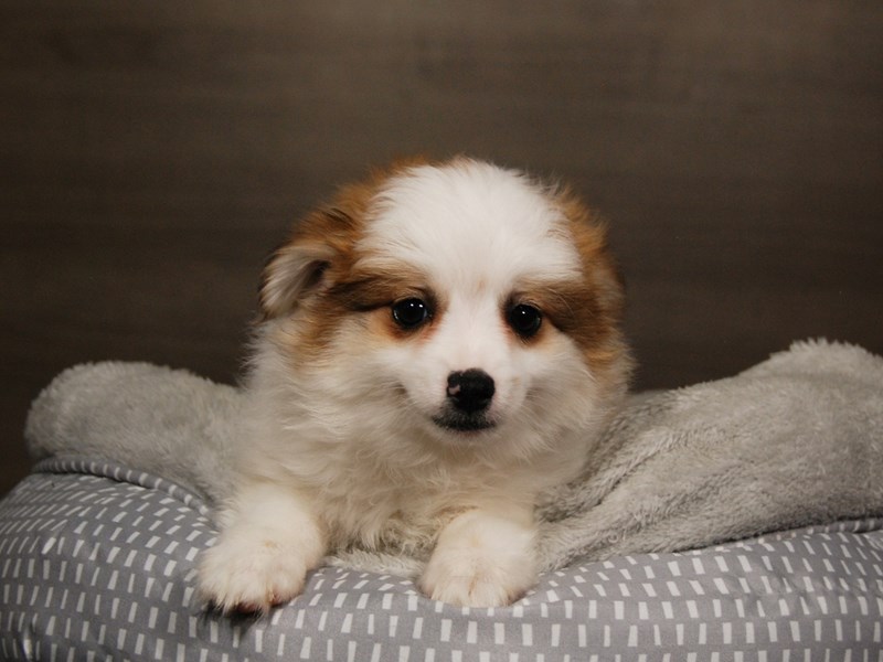 Pomeranian Dog Female 17887