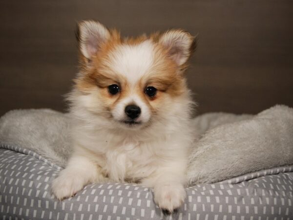 Pomeranian DOG Female 17888 Petland Iowa City, Iowa