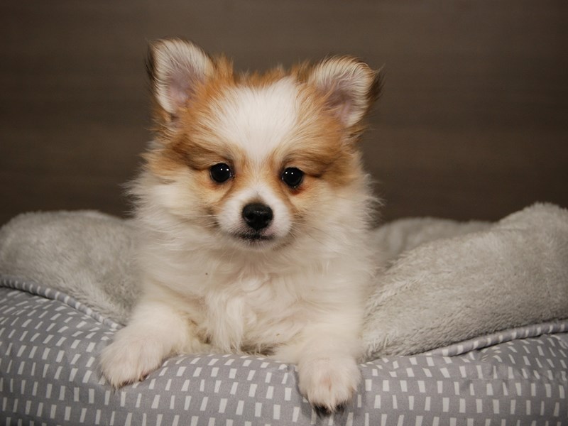 Pomeranian Dog Female 17888