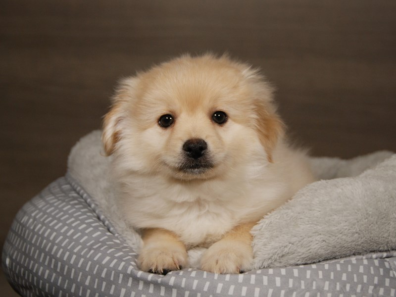 Pomeranian Dog Male 17889