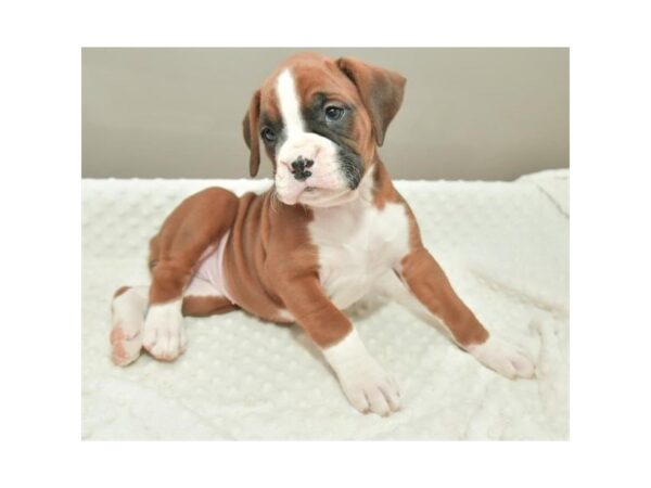 Boxer DOG Female Mahogany 17903 Petland Iowa City, Iowa