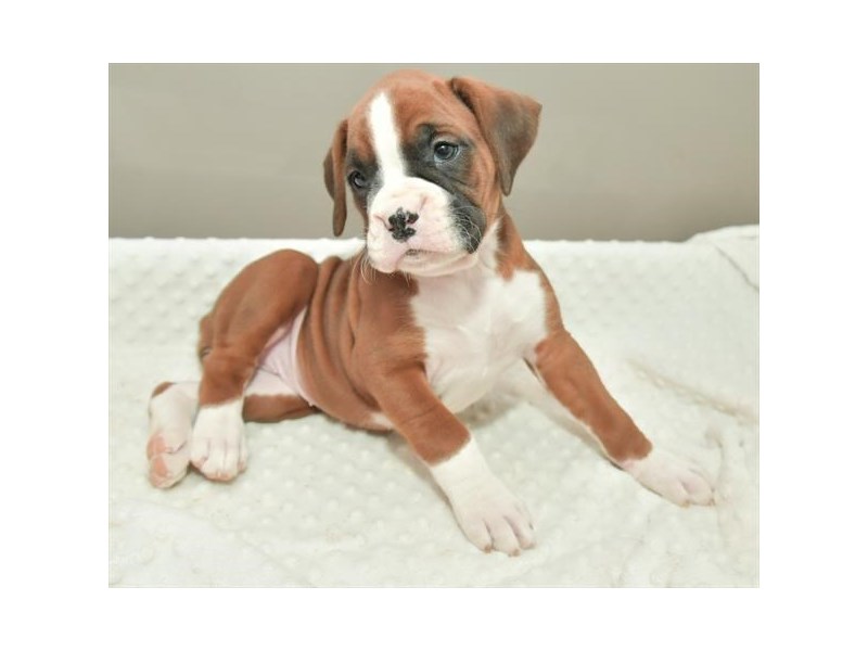 Boxer Dog Female Mahogany 17903