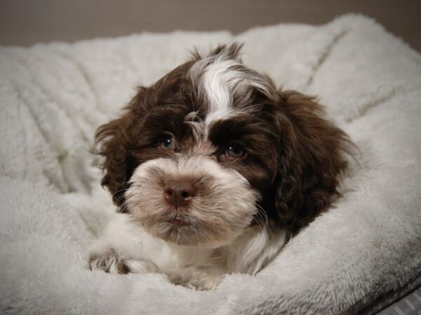 Havapoo-DOG-Male-Chocolate-17908-Petland Iowa City, Iowa