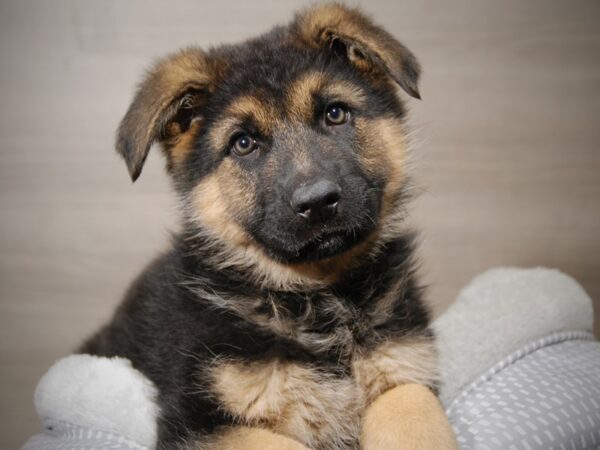 German Shepherd DOG Male Black / Tan 17909 Petland Iowa City, Iowa