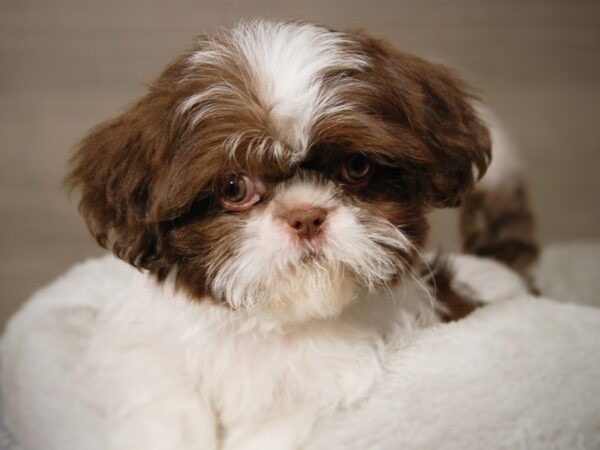 Shih Tzu DOG Female Chocolate / White 17906 Petland Iowa City, Iowa