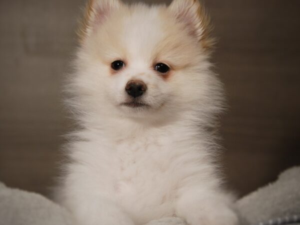 Pomeranian DOG Male White / Cream 17905 Petland Iowa City, Iowa