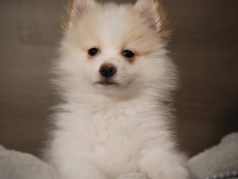 Pomeranian Dog Male White / Cream 17905