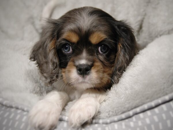 Cavalier King Charles Spaniel DOG Female Blue Merle White / Tan 17904 Petland Iowa City, Iowa