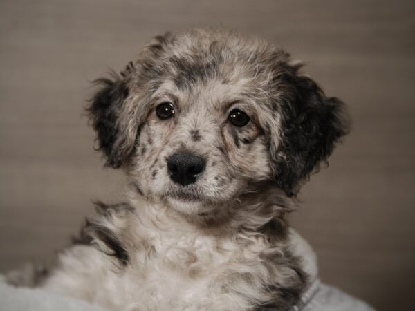 Mini Labradoodle DOG Female Bl Mrl 17902 Petland Iowa City, Iowa