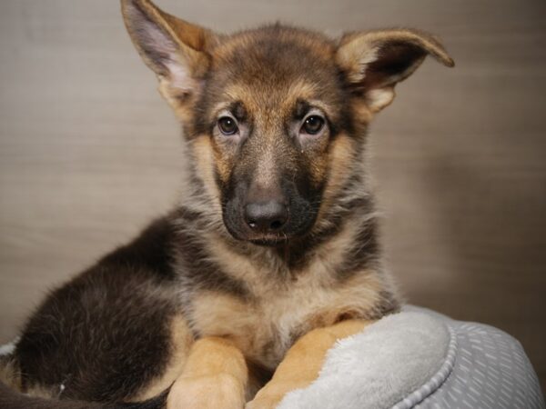 German Shepherd DOG Female Black and Tan 17901 Petland Iowa City, Iowa