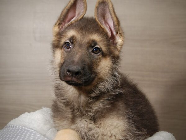 German Shepherd DOG Male Black and Tan 17900 Petland Iowa City, Iowa