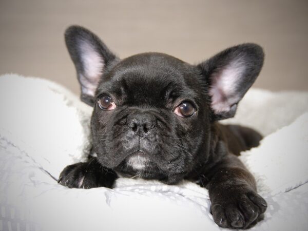 French Bulldog DOG Male Brindle and White 17899 Petland Iowa City, Iowa