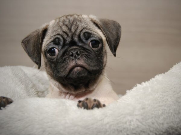 Pug DOG Female Fawn 17890 Petland Iowa City, Iowa