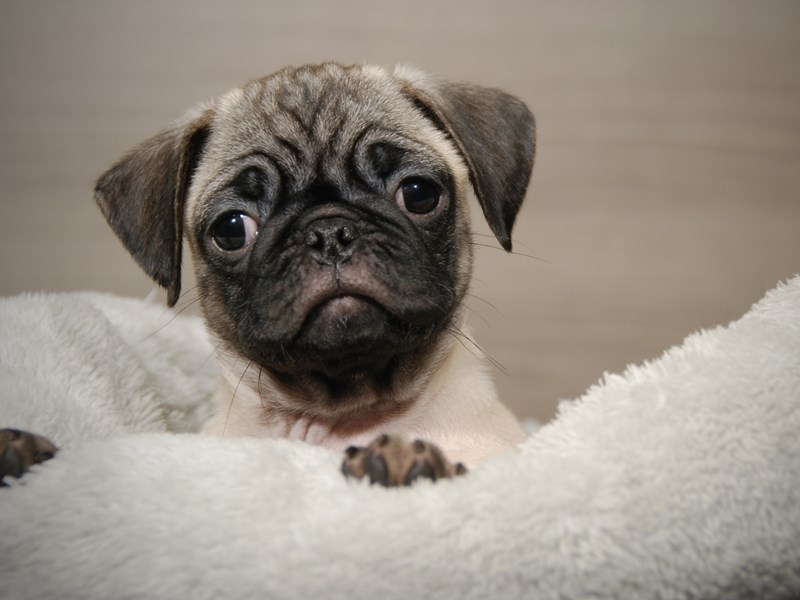 Pug Dog Female Fawn 17890