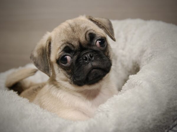 Pug DOG Male Fawn 17891 Petland Iowa City, Iowa