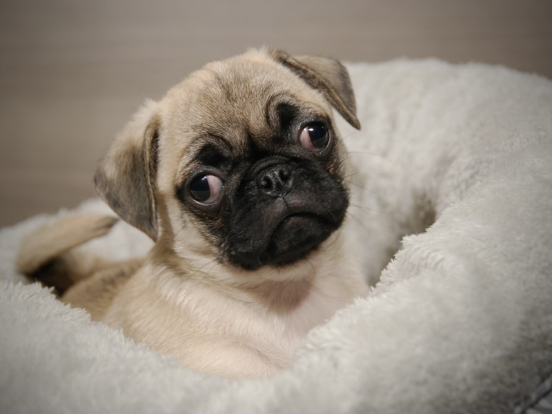 Pug Dog Male Fawn 17891