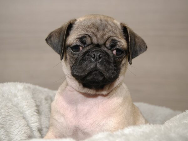 Pug DOG Female Fawn 17892 Petland Iowa City, Iowa