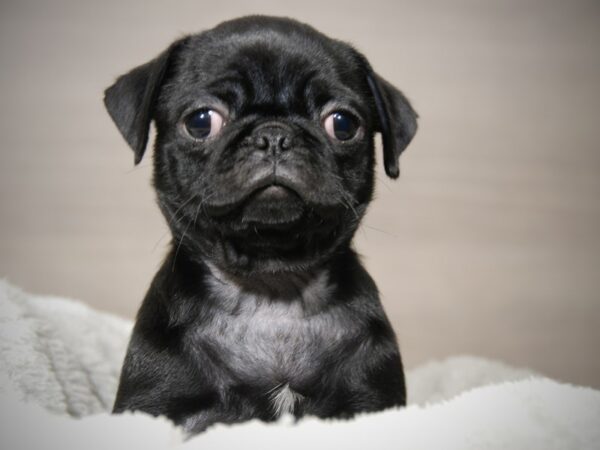 Pug DOG Female Black 17894 Petland Iowa City, Iowa