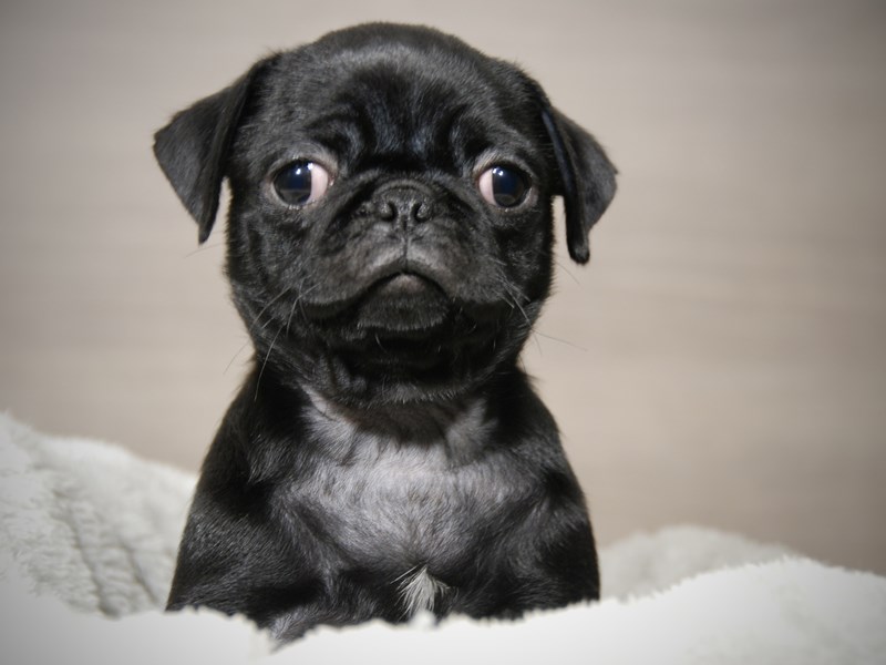 Pug Dog Female Black 17894