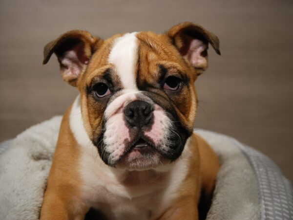 English Bulldog DOG Female Red and White 17895 Petland Iowa City, Iowa